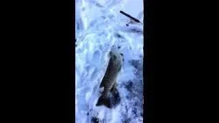 southern Alberta trophy northern pike fishing