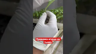 Как прививать огурец 🥒?! #агробизнес #теплица #рассада #тепличныйбизнес #прививка #привой #подвой