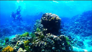 Scuba Diving In Egypt, Red Sea (Tiran, Ras Mohamed, Sharm El-Sheikh) 2022