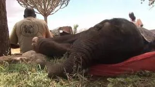 The Rescue of Lumo | Sheldrick Trust