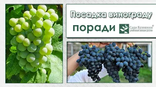 Правила посадки винограду. Приготування місця під виноградний кущ. Як посадити саджанець винограду.