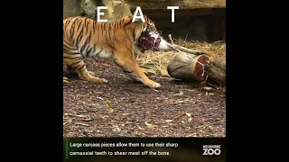 A tiger's natural behaviours