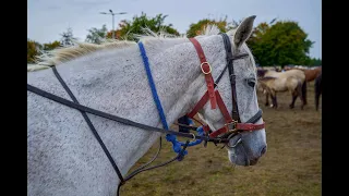 The Largest Horse Fair in Ireland (2023)