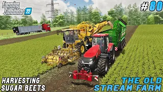 New beet harvesting equipment, sugarbeet cutting factory | The Old Stream Farm | FS 22 | ep #80