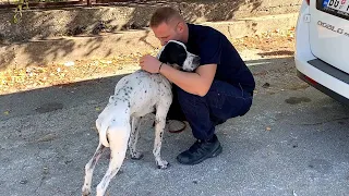 Rescue and recovery of a lonely dog without hope. His only wish was to be saved.