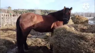 Продажа лошадей