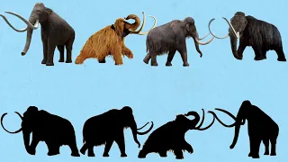 CUTE ANIMALS Mammoth, Columbian mammoth, Holhut, Woolly Mammoth | 귀여운 동물 매머드, 털 매머드, 콜롬비아 매머드, 홀헛