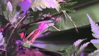 Mantis Documentary