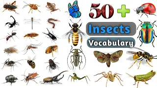Insects Vocabulary In English ll 50 + Insects & Bugs Name In English With Pictures
