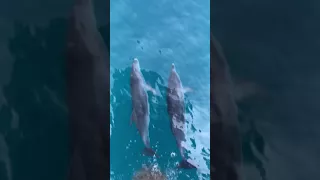 Дельфины в Чёрном море