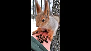 Незнакомый бельчонок / An unfamiliar squirrel