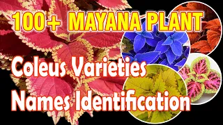 100+ MAYANA PLANT VARIETIES NAME IDENTIFICATION | 125 TRENDING COLEUS VARIETIES