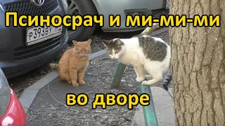 Собаки порвали котов? Псиносрач и ми-ми-ми во дворе / Артемий Зайцев