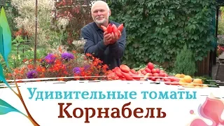 "Корнабель" - лучший помидор 2019 года