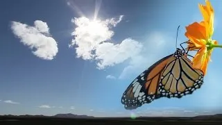 Monarch Butterflies are Cooler than You Think