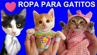 24 horas probando ropa de muñecas para gatitos bebes / Videos de gatos graciosos Luna y Estrella