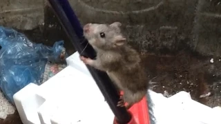 Rat's in a Bin