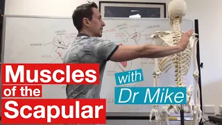 Muscles of the Scapula | Musculoskeletal Anatomy