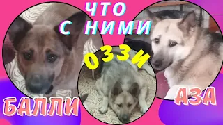 Дикие якутские собаки поверившие людям Three wild Yakut dogs left for the family on adapt