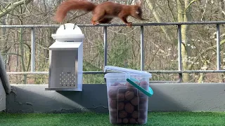 kleiner Dieb,  Eichhörnchen hat Hunger/ red squirrel steals the nut