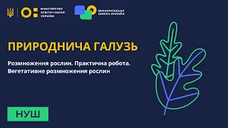 Природнича галузь. Розмноження рослин  Практична робота. Вегетативне розмноження рослин