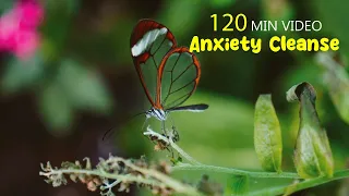 Anti - Anxiety Cleanse l Peaceful Positive Energy Meditation l Relax Mind Body l Part - 111