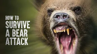 How to Survive a Bear Attack