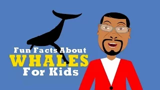 Learn about Whales Fun Facts for Kids Educational Videos for Students