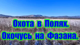 Охота в полях. Охочусь на фазана.