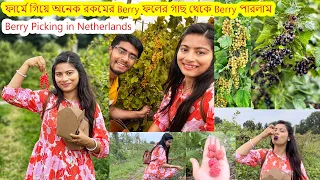 নেদারল্যান্ডে চাষ করা হয় অনেক রকমের Berry Fruits .আজকে ফার্মে গিয়ে অনেক রকমের Berry ফল গাছ পারলাম।