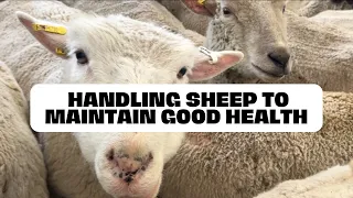 #sheep #farming #lamb Just Another Task as a Sheep Farmer.