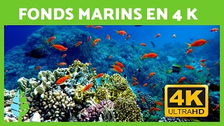 Musique Relaxante et Fonds Marins 🐠🐡 Poissons dans des RÉCIFS CORALLIENS en 4K