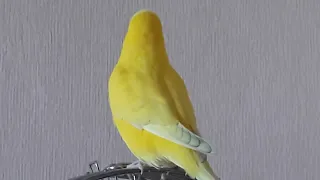 Веселое пение волнистого попугая