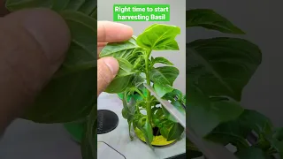 Right time to start harvesting the Basil in Aerogarden