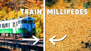 These Millipedes Stopped a Train