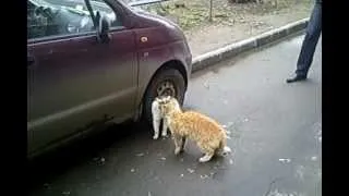 Ржачь коты деруться