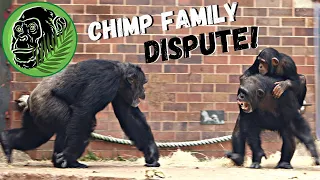 Family Chimpanzee Dispute | Screaming Chimps