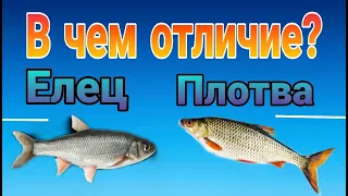 Как отличить ельца  от  плотвы