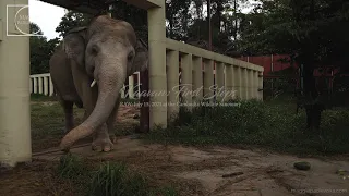 KAAVAN's first steps towards his second chance at life!  [JULY 15,2021]