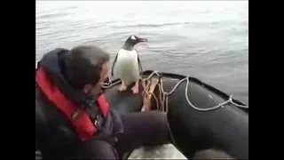 Пингвин прыгает в лодку к людям, спасаясь от китов-убийц.