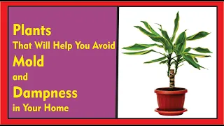 Plants That Will Help You Avoid Mold and Dampness in Your Home