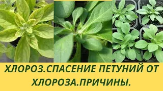 Хлороз на петунии.Спасаю петунию от хлороза.Как лечить.Чем обработать.Делаю прищипку .Формирую куст.