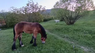 Жеребчик по першерону Гермесу 10міс. 💪💥та красивий кінь🐎👍