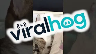 Cat Needs A Factory Reset || ViralHog