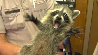 Funniest Raccoons Video Compilation 2021 [CUTE RACCOON]