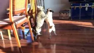 Pug VS cat fight : who will win?