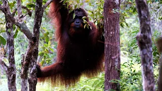 Borneo Orangutang expedition