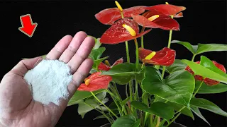 I Sprinkle 1 Spoon! Suddenly Anthurium Grows Fast And Blooms Miraculously