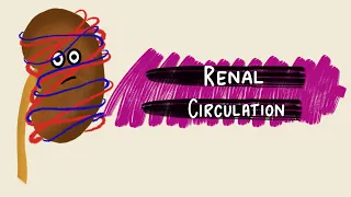 Renal Circulation | Renal Blood Flow | Renal Autoregulation | Renal Physiology