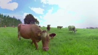 NZMP 360 video - Our Cows